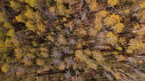 Top down drone shot of fall Aspen trees Video stock 252568996