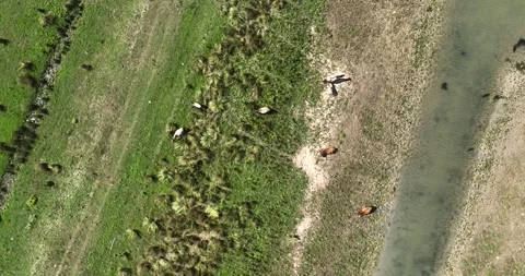 A top-down drone shot of farm animals Stock Footage 314329106