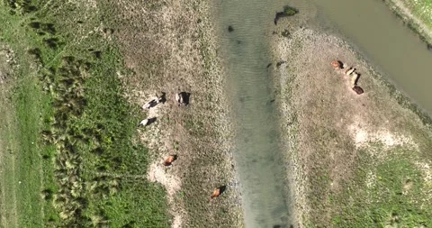Top-down drone shot of farm animals Stock Footage 314329335