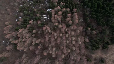 Top down Drone shot of the forest top with snowy paths to mountains and sky. Stock Footage 239024650