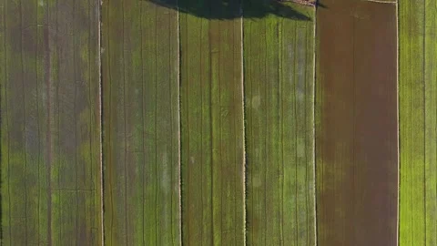 Top Down Drone Shot Of Geometric Young Rice Fields Stock Footage 340548096