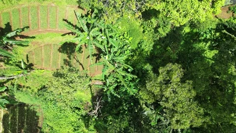 Top-Down Drone Shot of Green Fields and Tropical Banana Plants in a Rural Are Stock Footage 284396983