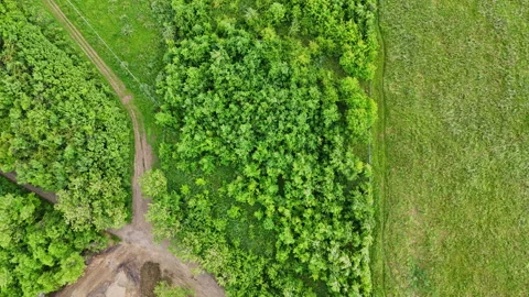 Top down drone shot of green bushes and trees. Cut around in a square. Stock Footage 310576385