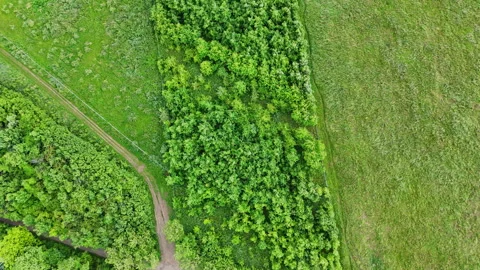 Top down drone shot of green bushes and trees. Cut around in a square. Stock Footage 310576455