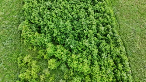 Top down drone shot of green bushes and trees. Cut around in a square. Stock Footage 310576501