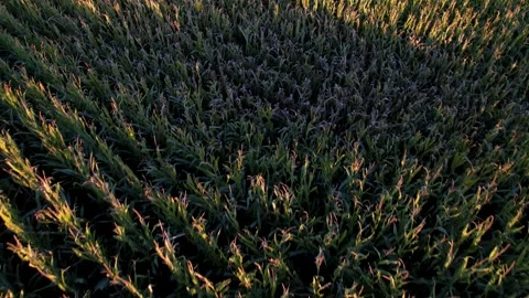 Top down drone shot of green corn stalks. The Concept of Farming. Stock-Footage 325907822