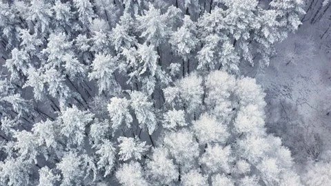 Top down, drone shot of hoar frost covers the trees. Aerial view of snowy forest Stock Footage 144801556