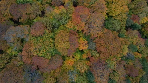 Top down drone shot lifting up over autumn forest canopy. Vídeos de archivo 338309905