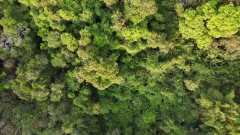 Top-Down Drone Shot of Lush Forest Canopy Stock Footage 307082469