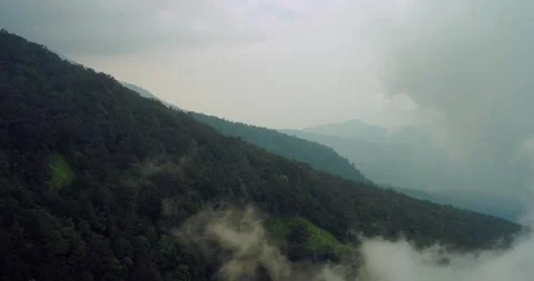 Top Down Drone Shot of Lush Forest Texture with Light Fog Stock Footage 329113310