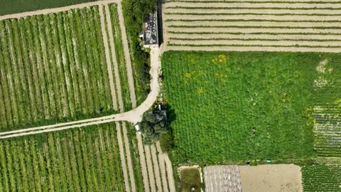 Top-Down Drone Shot Moving Across Geometric Maltese Fields and Rural Pathways Stock Footage 307159358