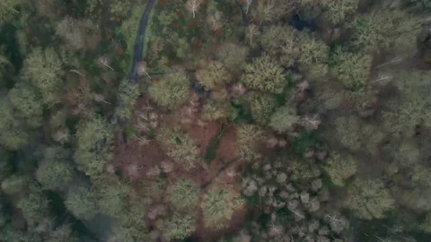 Top down drone shot over woodland forest, treetops, pathways and clearing Stock Footage 148128457