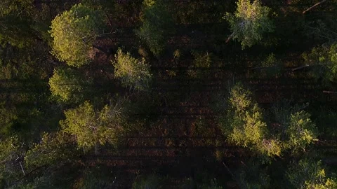 Top down drone shot over tall forest trees in Colorado Stock Footage 202198817
