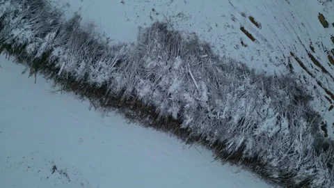 Top down drone shot over stack of trees trunks on a cold winter day. Trees Stock Footage 273492076