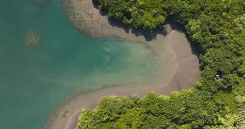 Top-down drone shot over shallow lagoon channels and mangrove shoreline in West 스톡 동영상 331104913