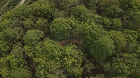 Top-Down Drone Shot Rising Over Pine Forest in Himachal Mountains Video stock 313382308