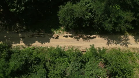 Top Down Drone Shot Rising Above Sheep on Forest Road in Serbia 스톡 동영상 332679420