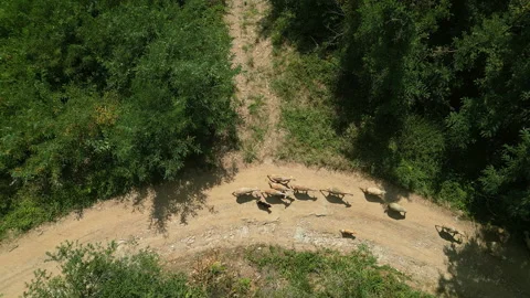 Top Down Drone Shot Rising Above Sheep on Curved Forest Road in Serbia Vídeos de archivo 332680639