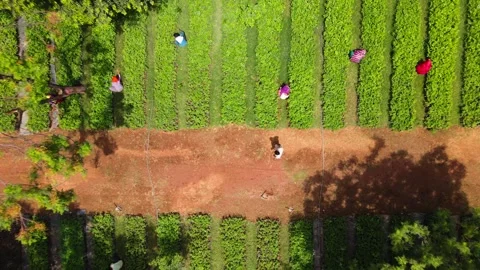 Top Down Drone Shot Rising Above Tree Nursery Revealing Workers Caring for G Stock Footage 338066274