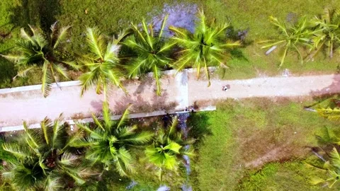 Top-down drone shot rotating over a rural concrete path lined with tropical Stock-Footage 331042084