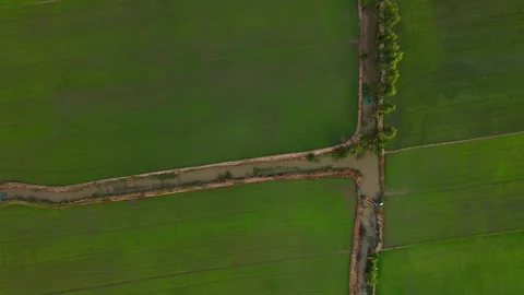 Top down drone shot of row of trees along irrigation ditch in rice field Vídeos de archivo 342391014