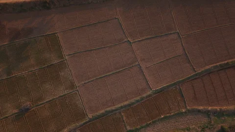 Top down drone shot of rows of farms in rural India Stock Footage 305260163