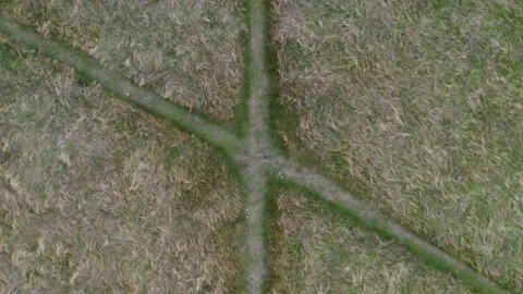 Top down drone shot of runners with dog in park Stock Footage 132902665