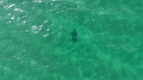 Top-Down Drone Shot of Shark Swimming in Clear Ocean – Australia Stock Footage 317475981