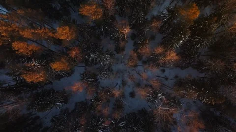 Top down drone shot of snow dusted mixed forest with warm crowns Stock Footage 327988798