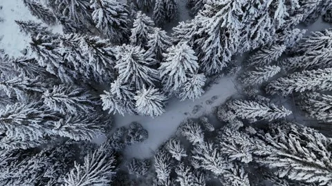 Top Down Drone Shot of Snow Covered Pine Forest in Winter with Dense Tre Stock Footage 331664419
