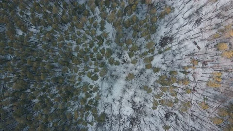 Top down drone shot of the snowy forest. Stock Footage 233920153