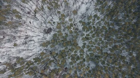 Top down drone shot of the snowy Ukranian forest. Stock Footage 237164205