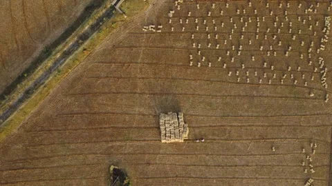 Top down drone shot of stacks of wheat straw spread over a harvested farm Video stock 275147317