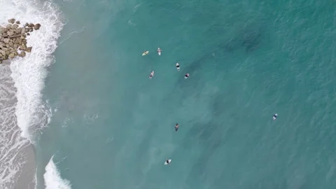 Top down drone shot of surfers floating in turquoise ocean near beach Stock Footage 334810229
