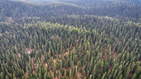 Top-down drone shot tilting up to reveal vast pine forest valley in Kashmir. 库存影片 333797503