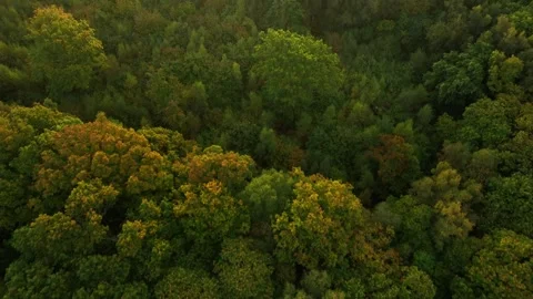Top down drone shot of treetops lit by sunrise Stock Footage 342975969