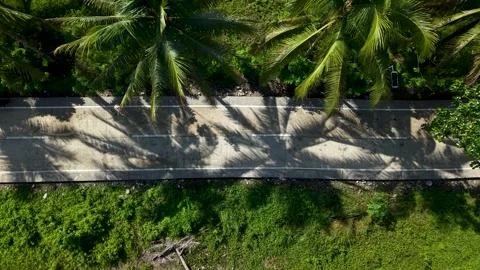 Top-Down Drone Shot of Tropical Road Palm Tree Shadows in the Philippines Stock Footage 326094428