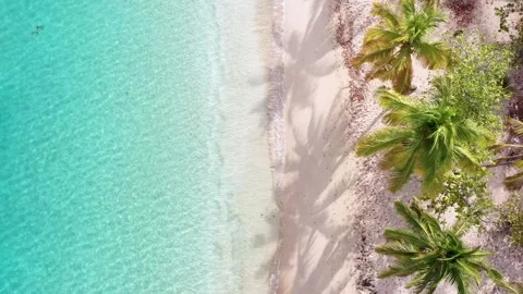 Top-Down Drone Shot of Turquoise Beach and Palm Shadows – Grenadines Stock Footage 317646773