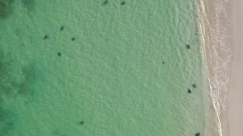 Top-Down Drone Shot of Turtles Near Ningaloo Reef, Exmouth, Western Australia Stock Footage 324895395