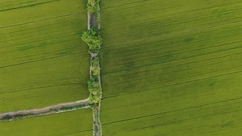 Top-down drone shot of vibrant green agricultural fields Vídeos de archivo 335856042