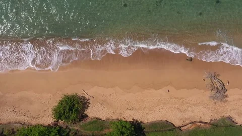 Top-Down Drone Shot of Waves, Driftwood, and Golden Sand Beach – Martinique Stock Footage 317562571