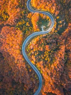 Top-down drone shot of the winding road winding through the autumn forest i.. Stock Photos