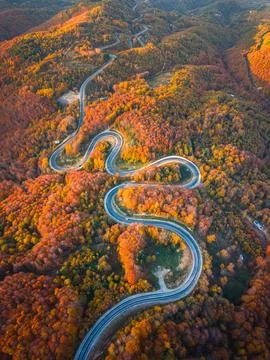 Top-down drone shot of the winding road winding through the autumn forest i.. Stock Photos