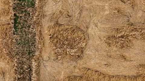 Top down drone slide above flattened mature barley crop patterns in Stock Footage 340603984
