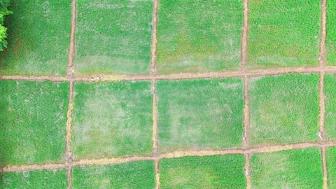 Top-down-drone-square-rice-fields-water-monsoon-central-india Stock Footage 342732561