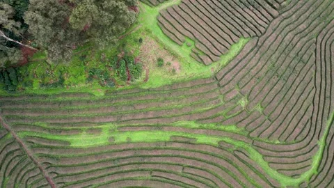 Top down drone video flying over the beautiful green patterns of a tea plan.. Stock Footage 326427198