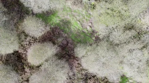 A Top Down Drone Video of a Forest with Bare Trees. Concept The abstract pa.. Stock Footage 315368415