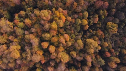 Top down drone video over a beautiful golden autumn forest in Dilijan, Armenia. Stock Footage 318913131