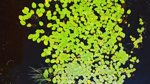 Top Down Drone View Above Floating Water Lilies on Dark Forest River Stock Footage 336255028
