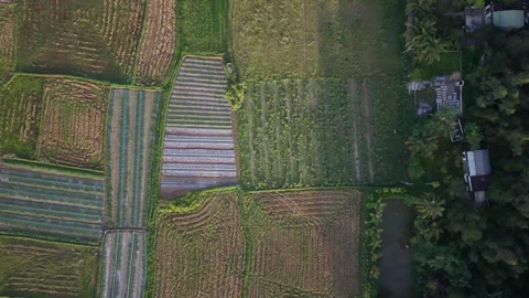 Top down drone view of agricultural fields and fish pond in rural Vietnam Stock Footage 337869020